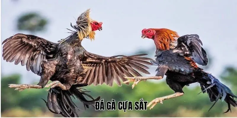Đá Gà Cựa Sắt – Sới Gà Chọi Bet88 Đỉnh Cao - Trực Tuyến Thú Vị